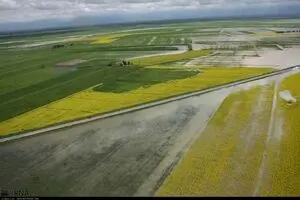 میزان گندم تولیدی کشور مطلوب است