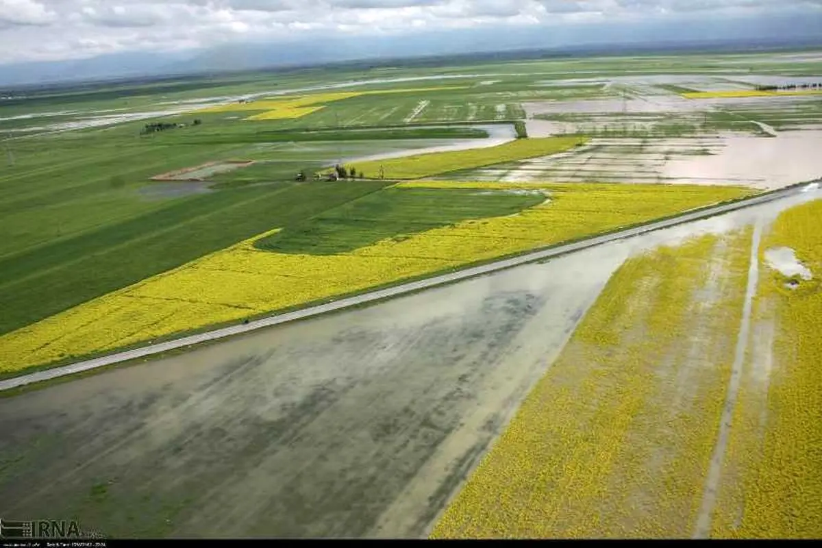 میزان گندم تولیدی کشور مطلوب است