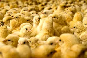 فروش جوجه یک روزه به قیمت بالاتر از ۲،۴۰۰ تومان ممنوع شد