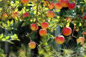 کشاورزان میل و رغبتی به بیمه محصولات خود ندارند/ اعتبارات اندک صندوق بیمه جوابگوی بخش کشاورزی نیست