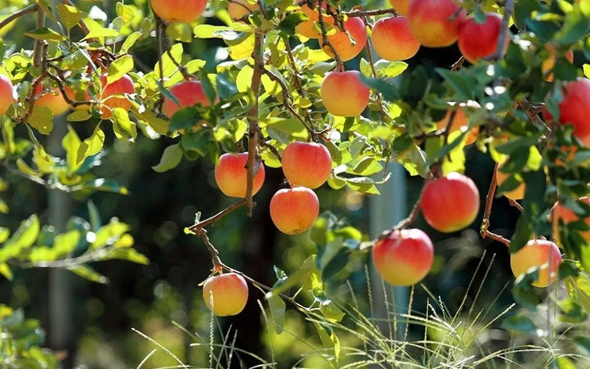کشاورزان میل و رغبتی به بیمه محصولات خود ندارند/ اعتبارات اندک صندوق بیمه جوابگوی بخش کشاورزی نیست