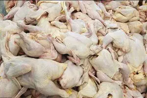 قیمت مرغ همچنان در کانال ۱۶ هزار تومانی است