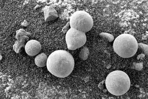 هشدار وزارت بهداشت درباره عواقب مصرف قارچ‌های سمی+علائم مسمومیت با قارچ