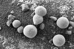 هشدار وزارت بهداشت درباره عواقب مصرف قارچ‌های سمی+علائم مسمومیت با قارچ