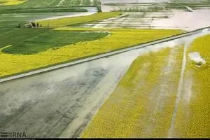 ۲ هزار و ۴۱۷ میلیارد تومان به بخش کشاورزی خسارت وارد شد