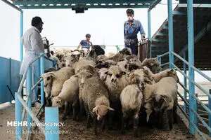 ترخیص ۱٣٨٠٠ رأس دام زنده رومانیایی از گمرک بندر امام