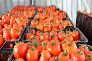 توقیف ۲۷۴ تن گوجه فرنگی قاچاق در مرز باشماق مریوان