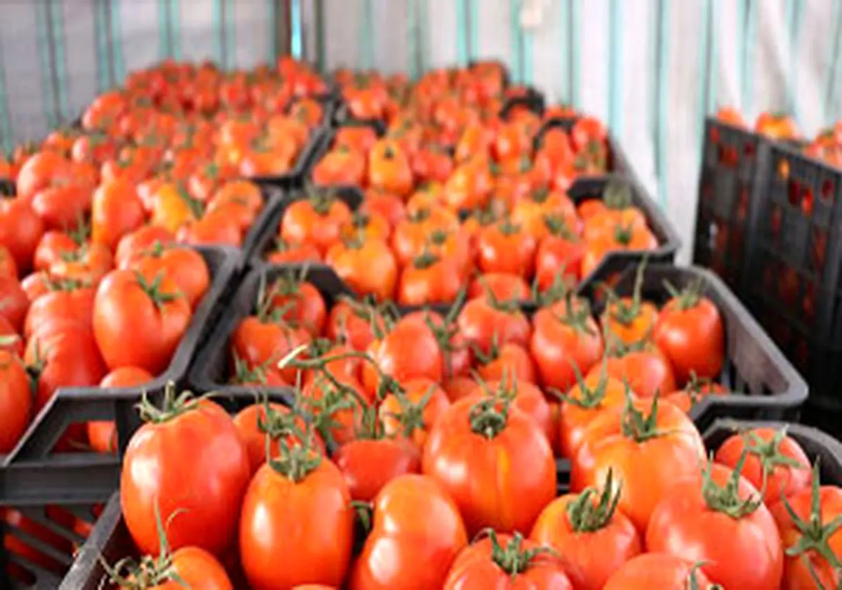 توقیف ۲۷۴ تن گوجه فرنگی قاچاق در مرز باشماق مریوان