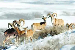 خرازیان: احتمالاً تلفات اخیر حیات وحش در پارک ملی بر اثر سرما بوده است/ بررسی ادامه دارد