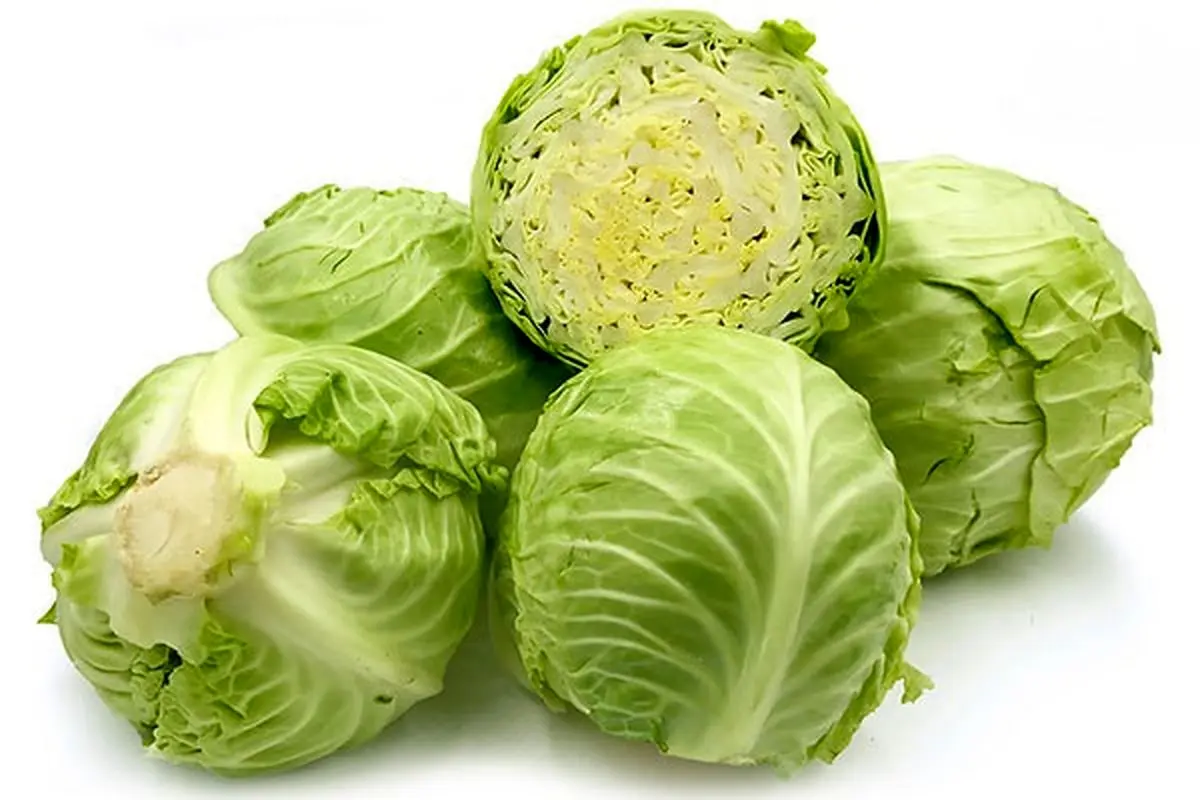 کلم سفید کیلویی چند؟