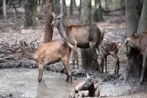 گوزن های زرد پارک ملی دز در محاصره سیلاب/ اعزام بالگرد به منطقه