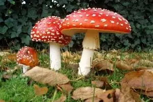 هشدار مجدد درباره کشنده بودن 