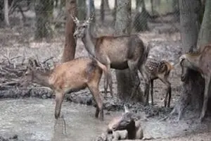 گوزن های سایت نگه داری و پرورش دز از منطقه گریخته اند