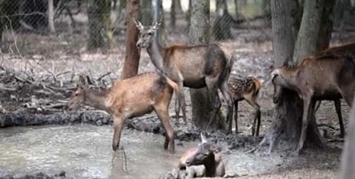 گوزن های سایت نگه داری و پرورش دز از منطقه گریخته اند