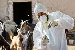 آمادگی سازمان دامپزشکی برای اعزام نیروهای واکنش سریع به مناطق سیل‌زده