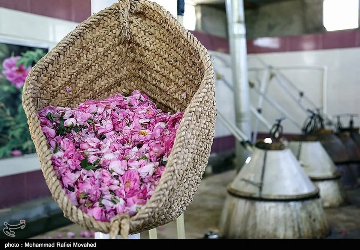 سومین آیین گلاب‌گیری جهت تأمین گلاب شستشوی حرم امام حسین(ع)