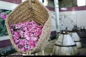سومین آیین گلاب‌گیری جهت تأمین گلاب شستشوی حرم امام حسین(ع)