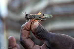 پرواز گسترده ملخ‌های صحرایی به سمت ایران