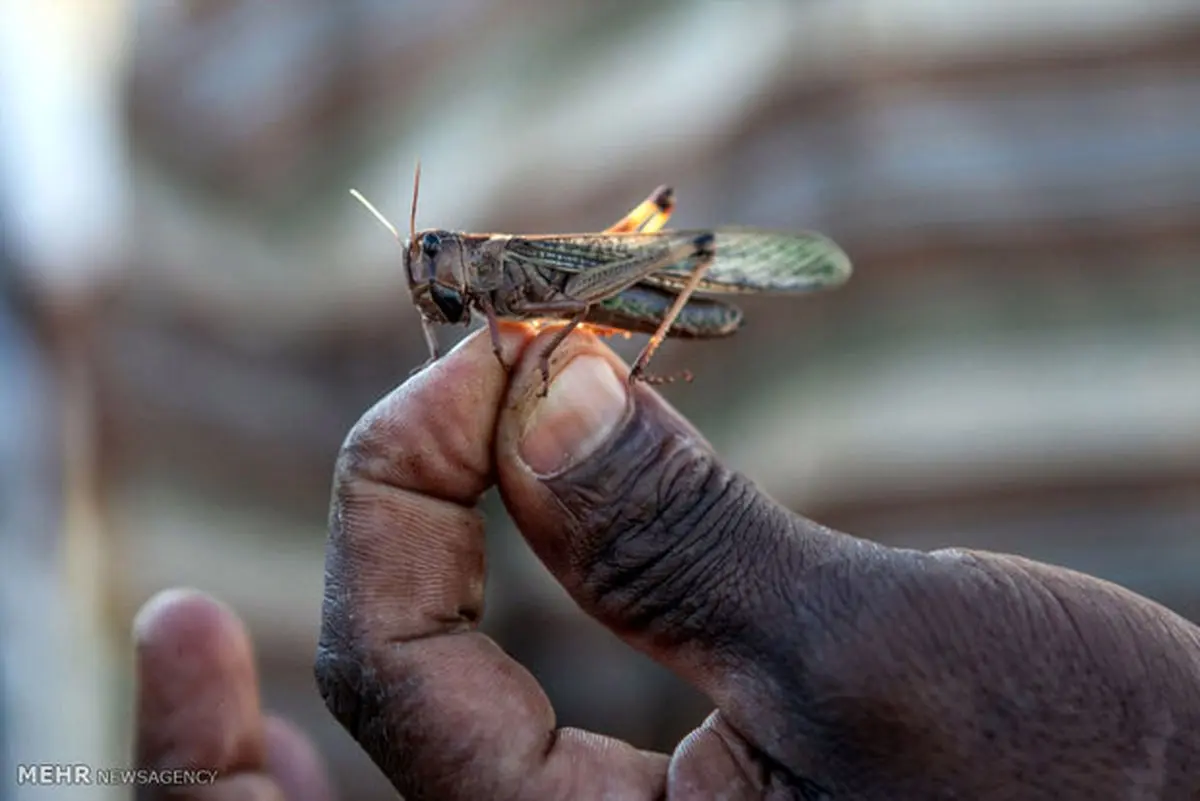 پرواز گسترده ملخ‌های صحرایی به سمت ایران