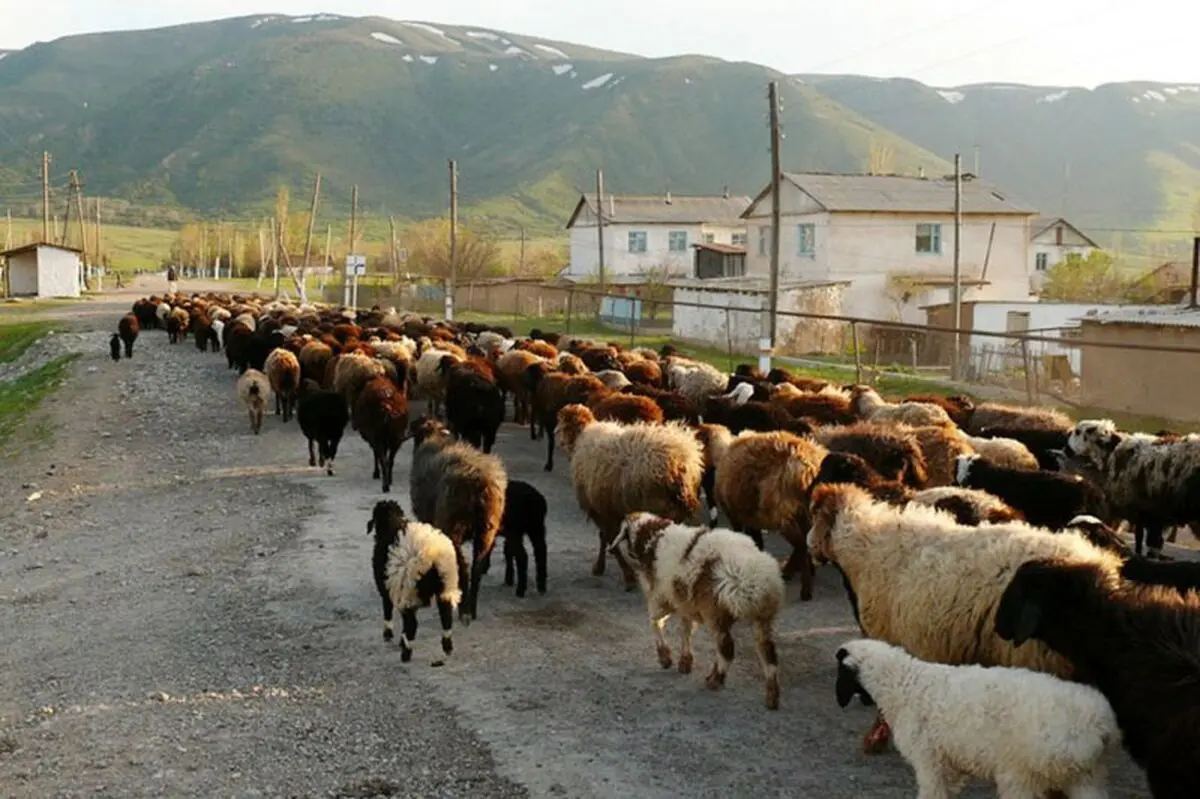 دام سبک کشور در اسفند ۹۷ به بیش از ۶۶ میلیون راس رسید
