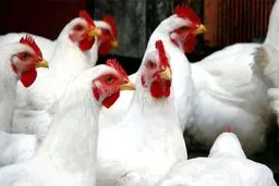 قیمت مرغ منجمد ۱۳ هزارتومان تصویب شد