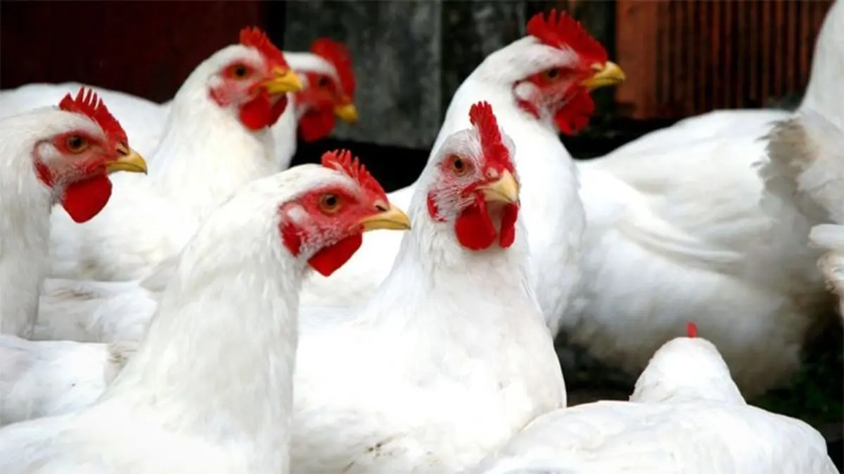 قیمت مرغ منجمد ۱۳ هزارتومان تصویب شد