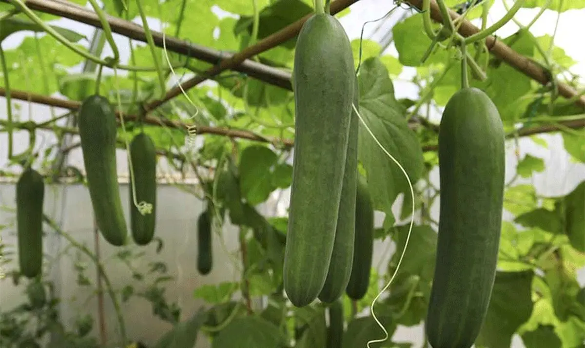 ۲۰ هزار میلیارد تومان سرمایه گذاری برای توسعه گلخانه ها نیاز است