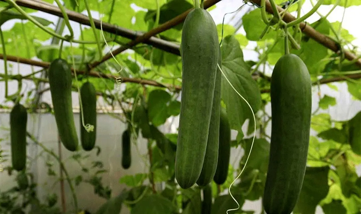 ۲۰ هزار میلیارد تومان سرمایه گذاری برای توسعه گلخانه ها نیاز است