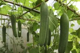 ۲۰ هزار میلیارد تومان سرمایه گذاری برای توسعه گلخانه ها نیاز است
