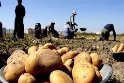 تفاوت ٥٠ درصدی قیمت سیب‌زمینی از میدان تا مغازه