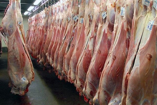دلالان اجازه کاهش قیمت گوشت را نمی دهند