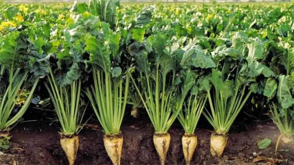 قیمت خرید تضمینی چغندرقند افزایش یافت