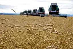 کمیسیون کشاورزی مجلس خواستار اصلاح نرخ خرید گندم شد