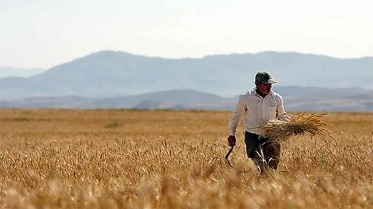 کاهش نگران‌کننده خرید تضمینی گندم