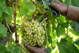 کارگران «میوه چین» در رشته های کشاورزی کمترین دستمزد را دارند