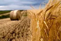 میزان تحویل گندم به دولت کاهش یافته است