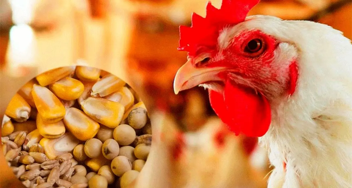 تامین نهاده های دام و طیور با ارز ترجیحی