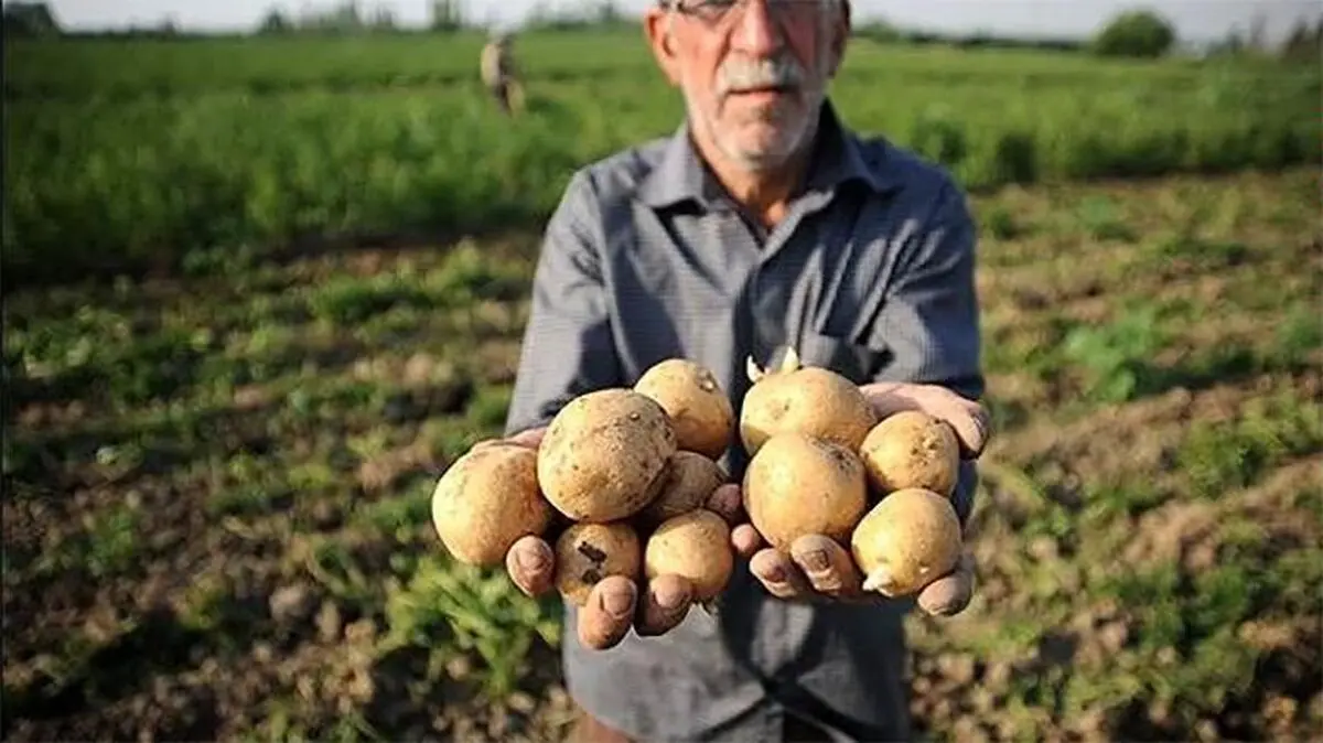 سیب زمینی همچنان گران است