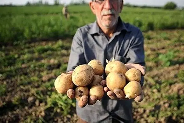 سیب زمینی همچنان گران است