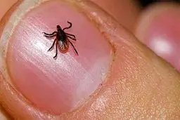 ۶۱ نفر به تب کریمه کنگو مبتلا شدند