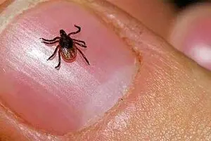 ۶۱ نفر به تب کریمه کنگو مبتلا شدند