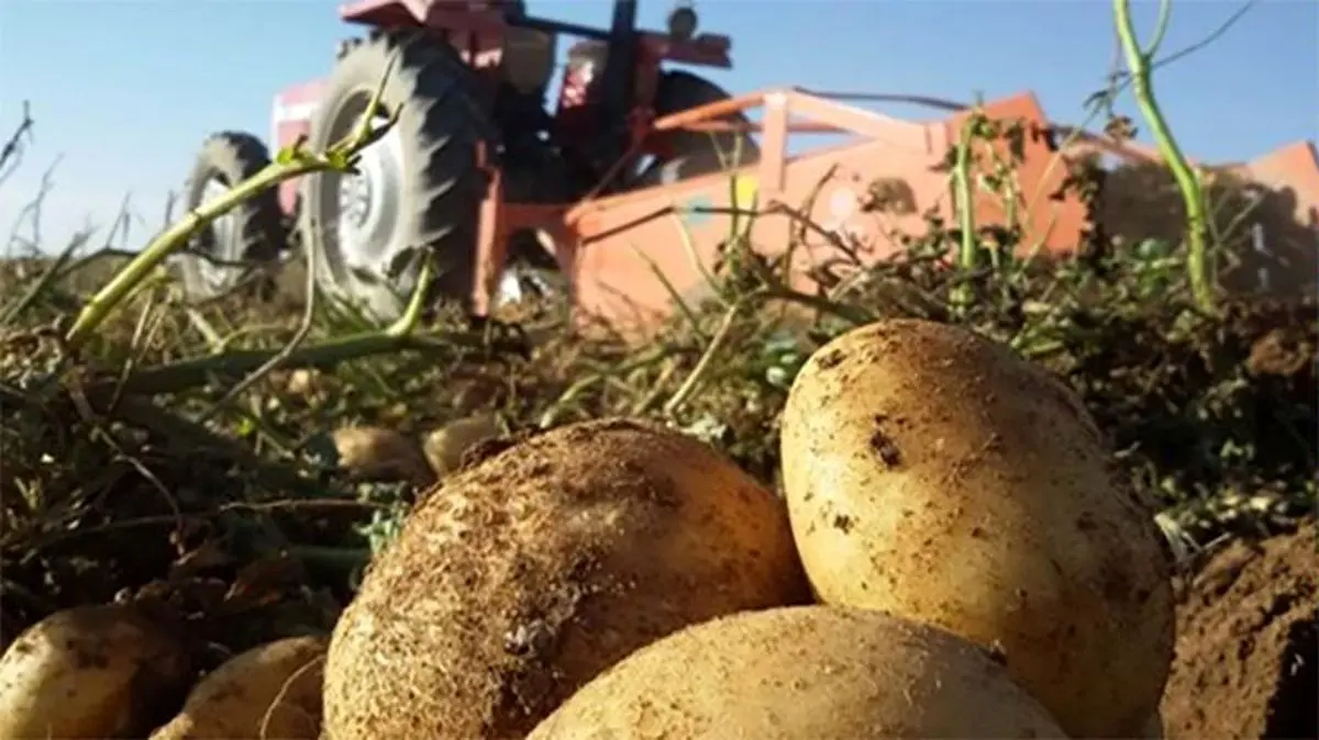 صادرات سیب‌زمینی مشمول پرداخت عوارض صادراتی شد