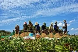 ساز ناکوک تنظیم بازار محصولات کشاورزی