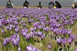 آقای نامرئی زعفران!