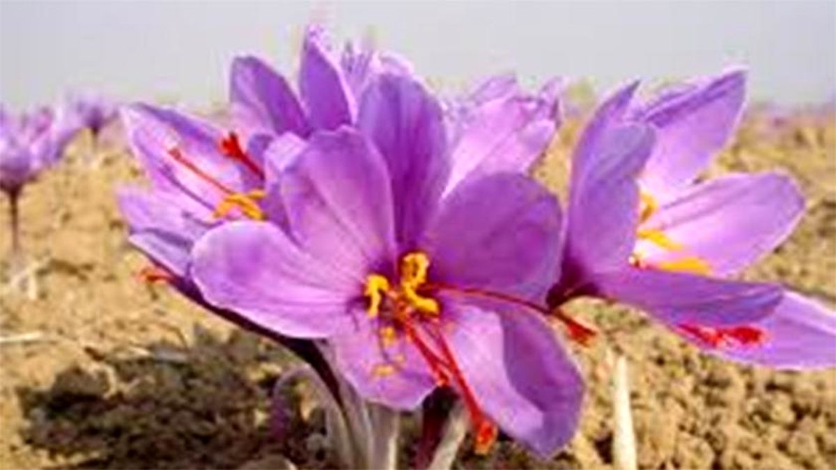 صادرات زعفران ۱۵ درصد کاهش یافت