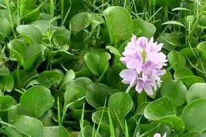 سنبل آبی خطرناک‌ترین گونه گیاهی غیربومی است