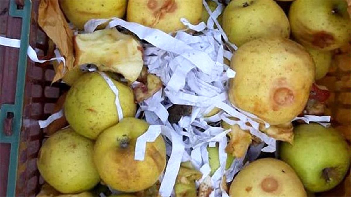 صدها تن سیب تنظیم بازاری فاسد شده است