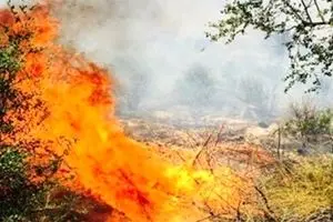 عکاس ماجراجوی قزوینی باغستان قزوین را به آتش کشید