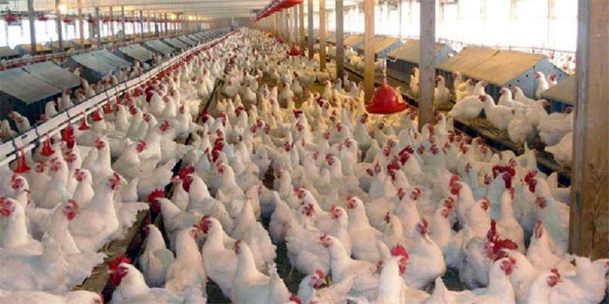 تورم تولید کننده مرغداریها کاهش یافت