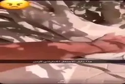 درختان «سقطری» در خیابان‌ها و منازل ابوظبی!